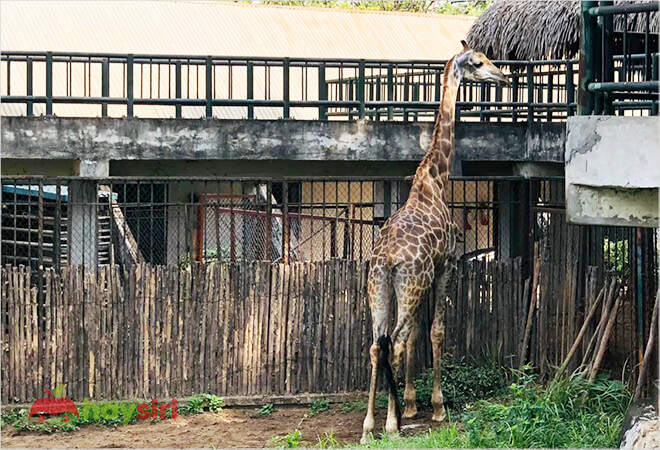 huơu cao cổ trong vườn bách thú