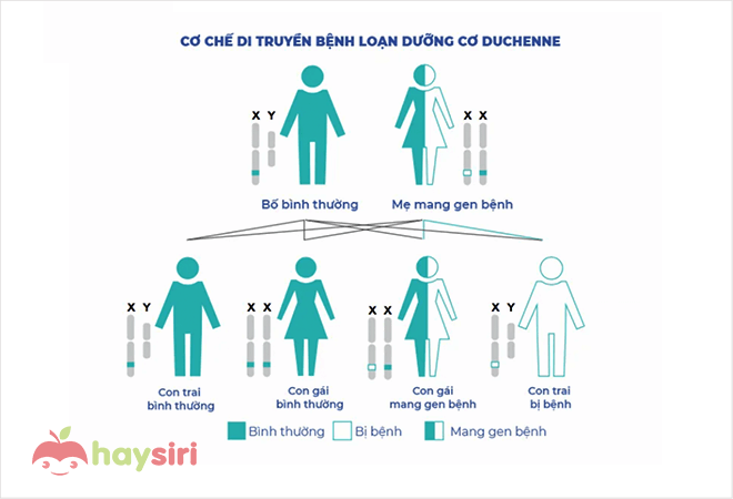 cơ chế di truyền bệnh loạn dưỡng cơ duchenne