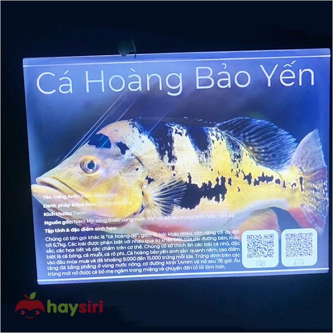 thông tin cá hoàng bảo yến