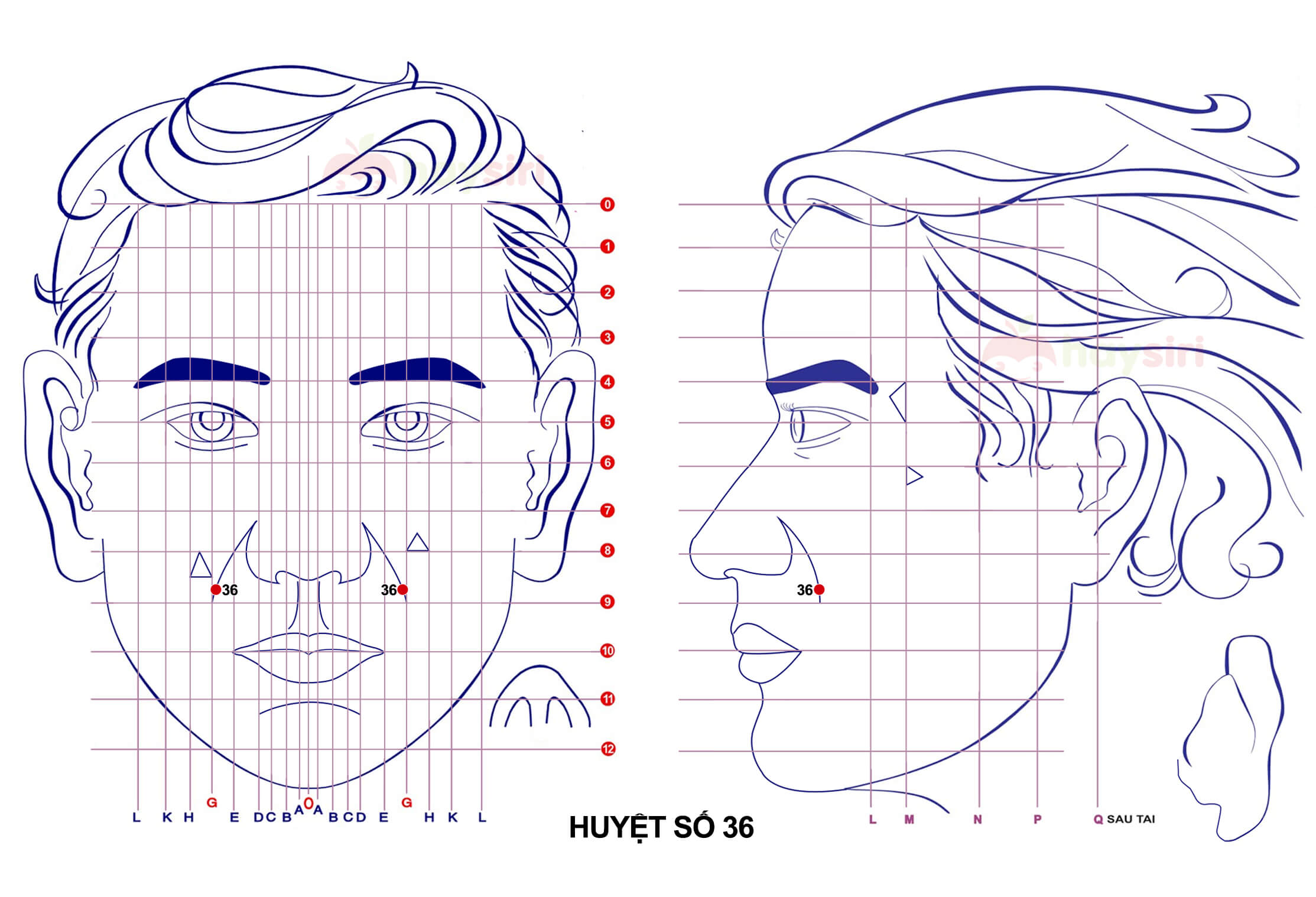 huyệt số 36