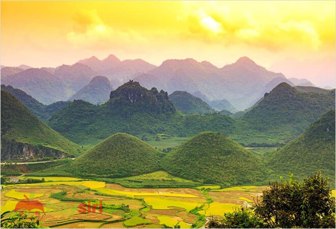 cánh đồng lúa chín hà giang