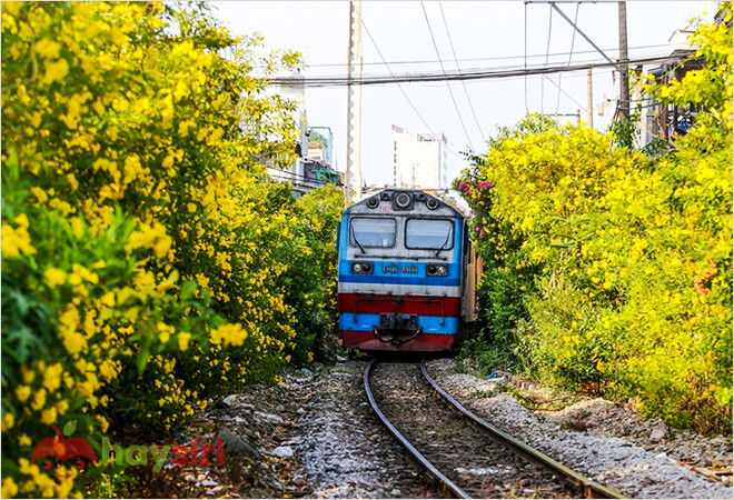 đoàn tàu đi qua 2 bên đường ngập sắc hoa