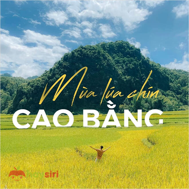 cánh đồng cao bằng mùa lúa chín