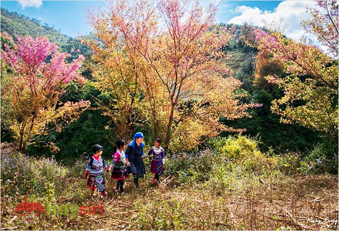 hoa pằng tớ dày