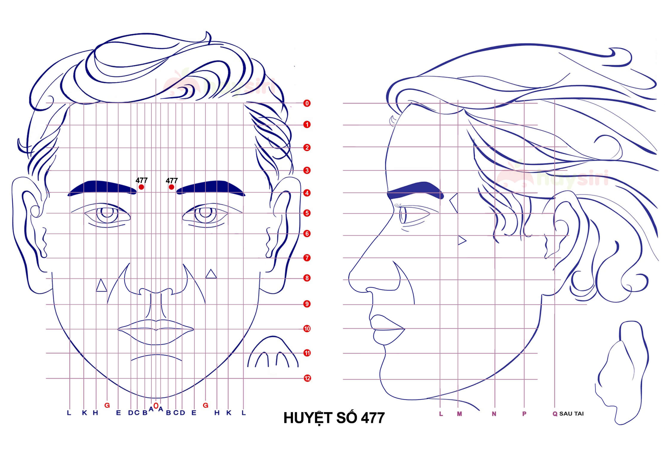 huyệt số 477 diện chẩn