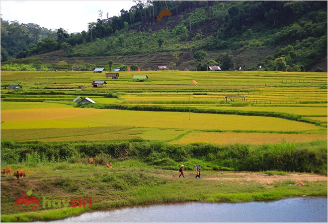 Măng Đen mùa vàng