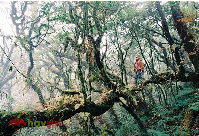 rừng rêu phong samu đầy ma mị