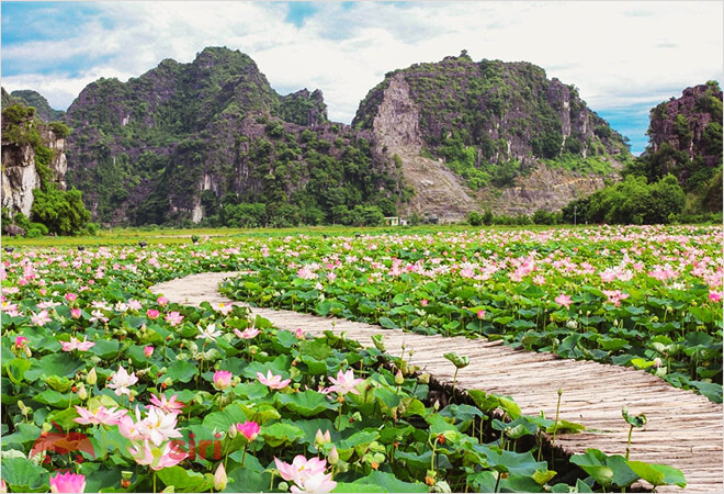 vườn sen nở rộ ở hang múa ninh bình