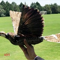 Hồi sinh những con chim bị chết thành máy bay không người lái