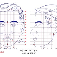 Bộ Tăng Tiết Dịch trong Diện Chẩn